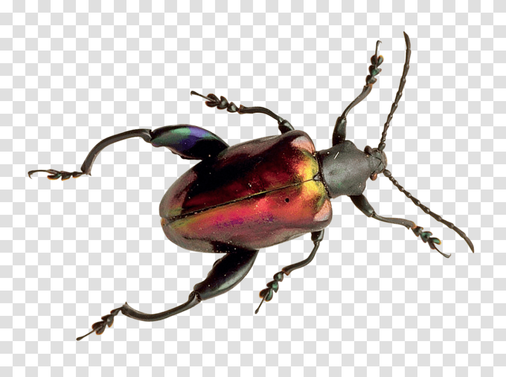 Beetle Image, Insect, Animal, Invertebrate, Lobster Transparent Png