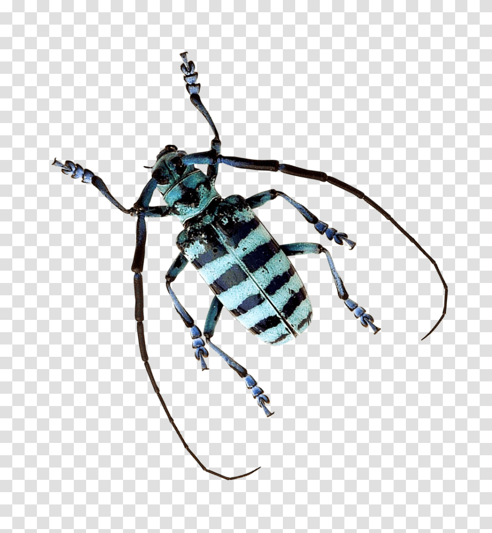 Beetle Image, Insect, Arrow, Bow Transparent Png