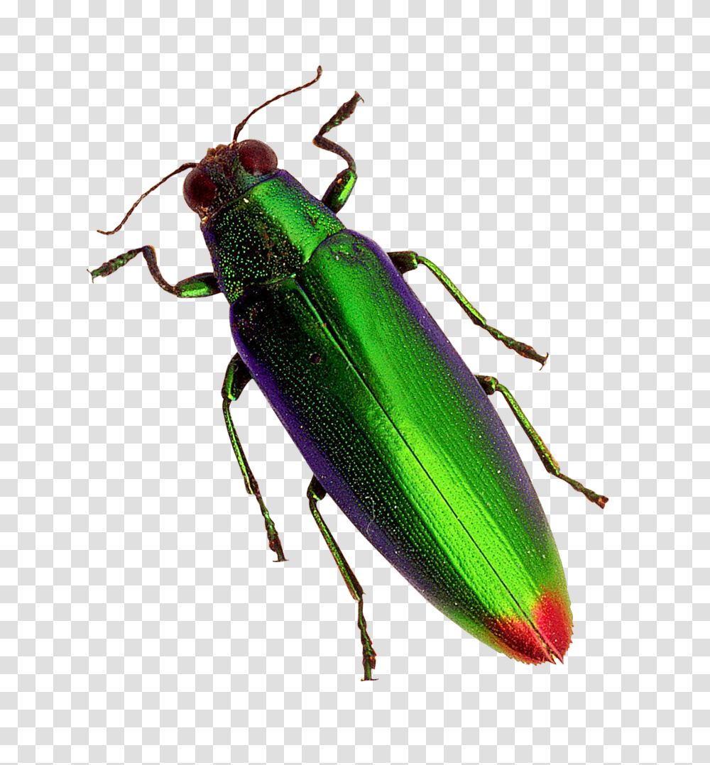 Beetle Image, Insect, Invertebrate, Animal, Bow Transparent Png