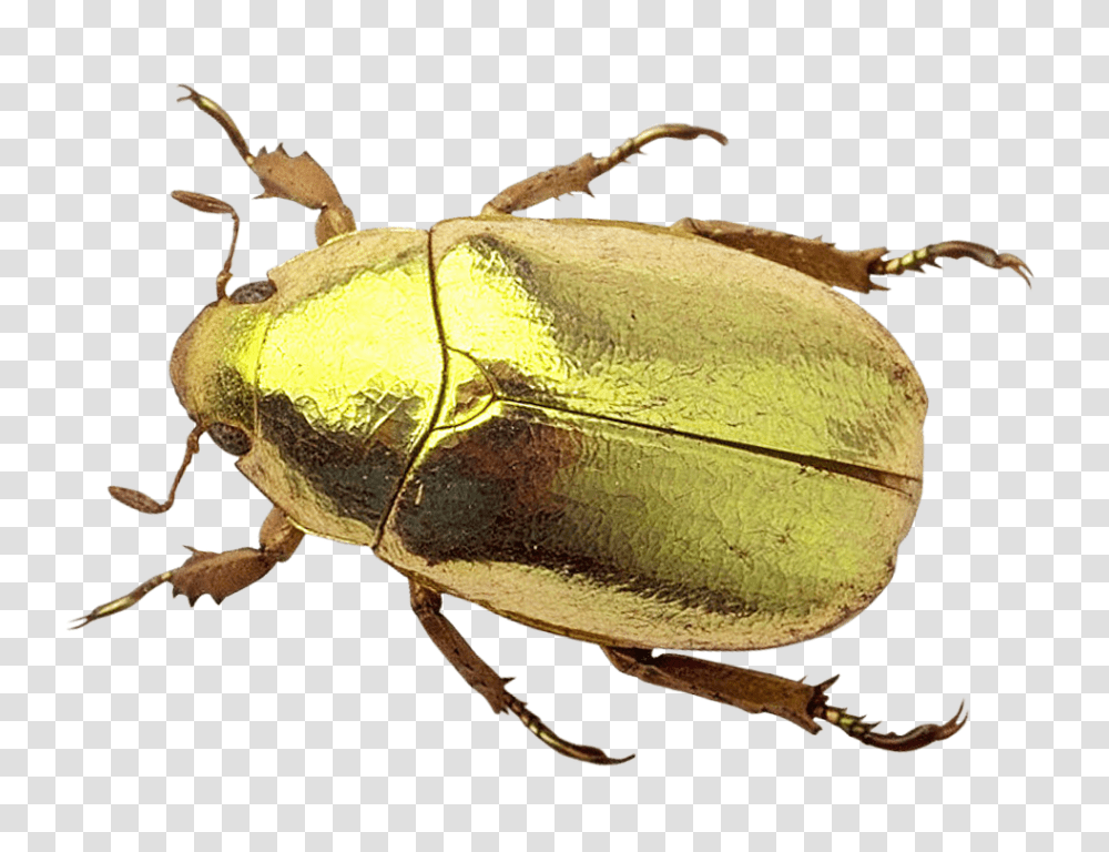 Beetle Image, Insect, Invertebrate, Animal, Cockroach Transparent Png