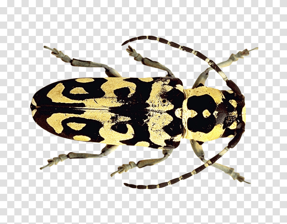 Beetle Image, Insect, Wasp, Invertebrate, Animal Transparent Png