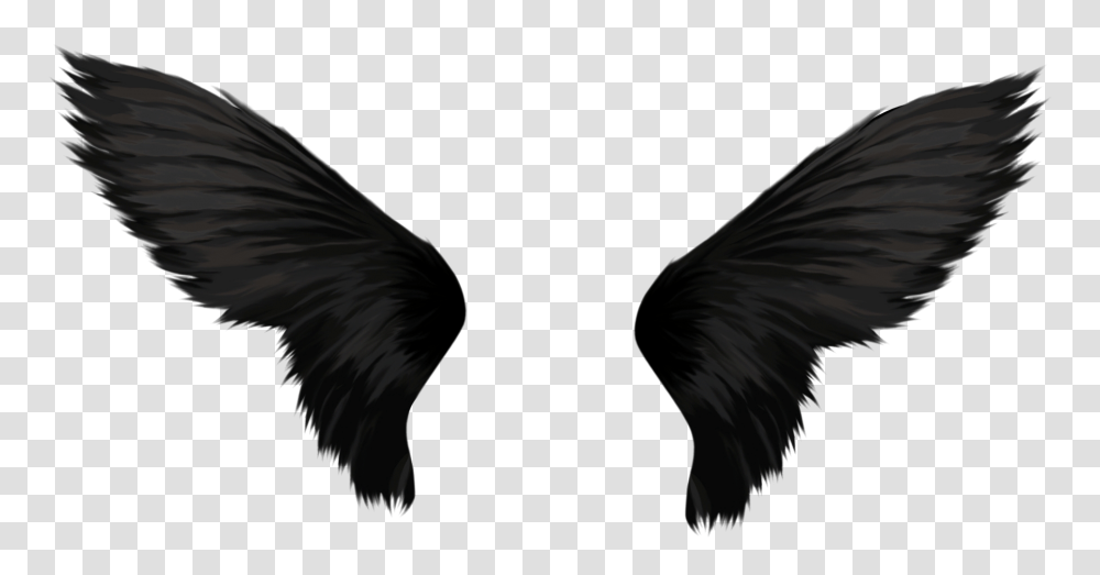 Black Wings Image, Bird, Animal, Hair, Screen Transparent Png