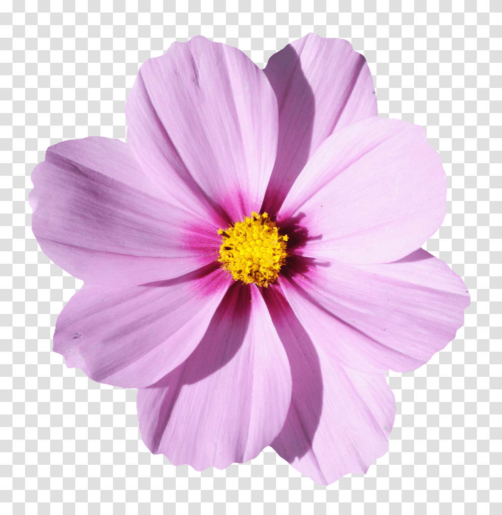 Blossom Flower Image, Pollen, Plant, Petal, Anther Transparent Png