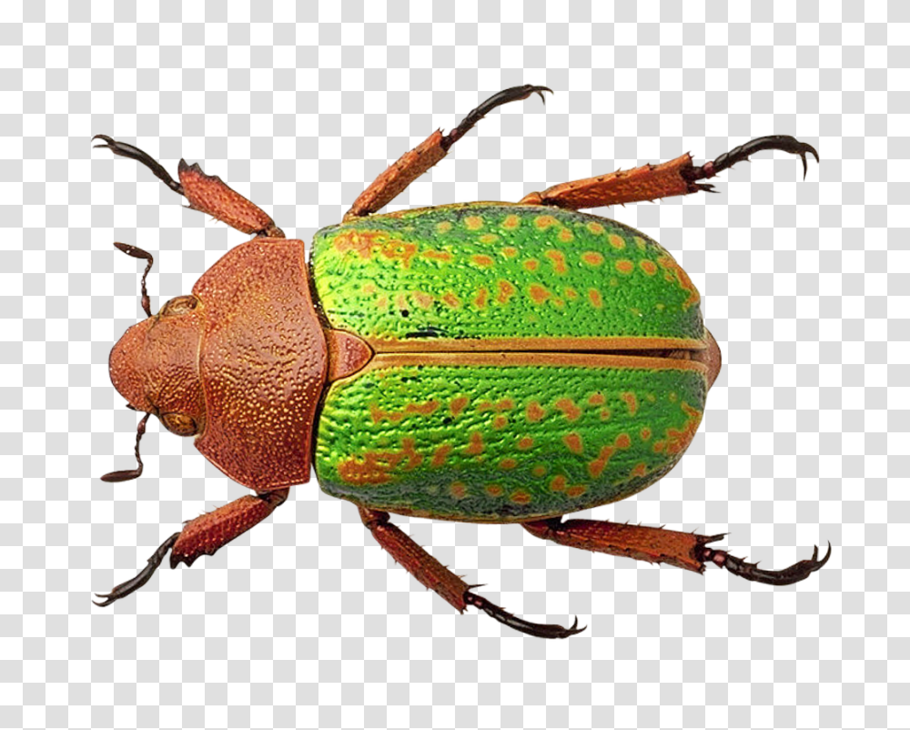 Bug Image, Insect, Animal, Invertebrate, Dung Beetle Transparent Png