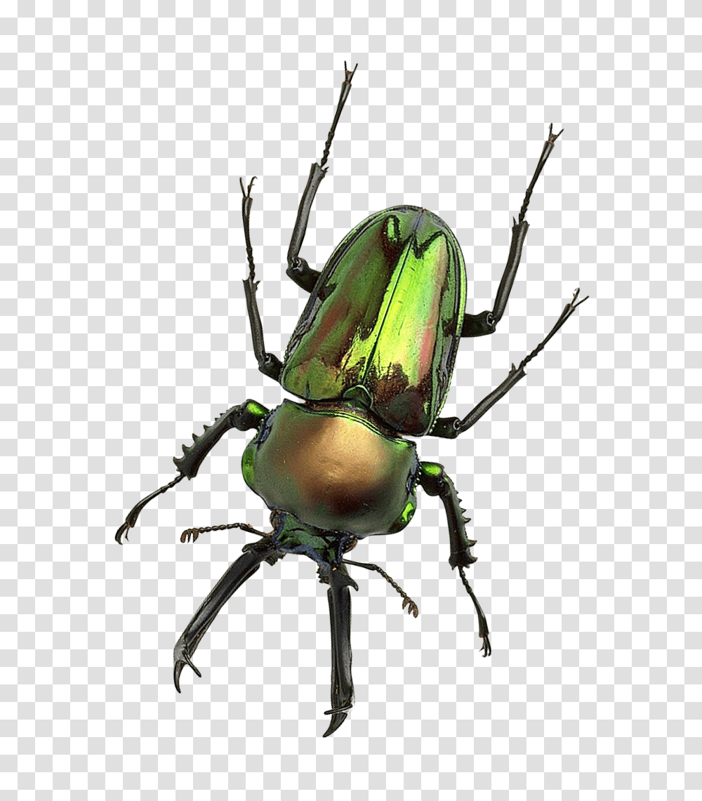 Bug Image, Insect, Invertebrate, Animal, Bow Transparent Png