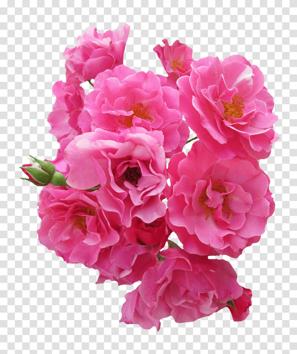 Bunch Pink Rose Flower Image, Plant, Blossom, Carnation, Geranium Transparent Png