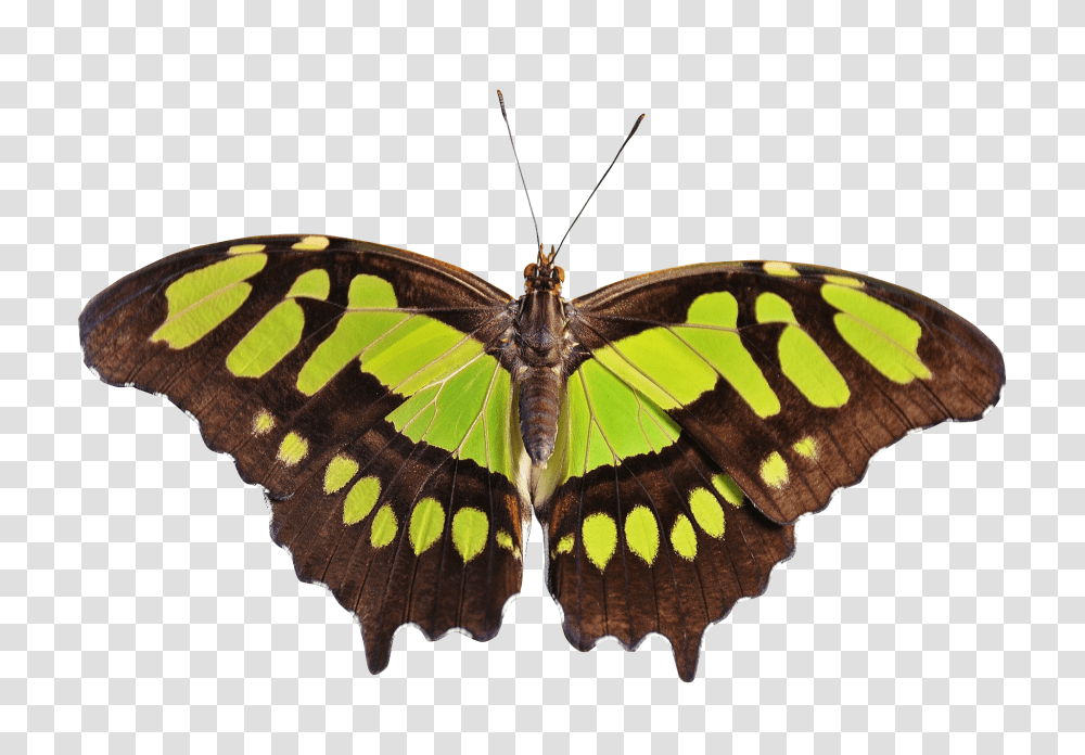 Butterfly Image, Insect, Invertebrate, Animal, Fungus Transparent Png