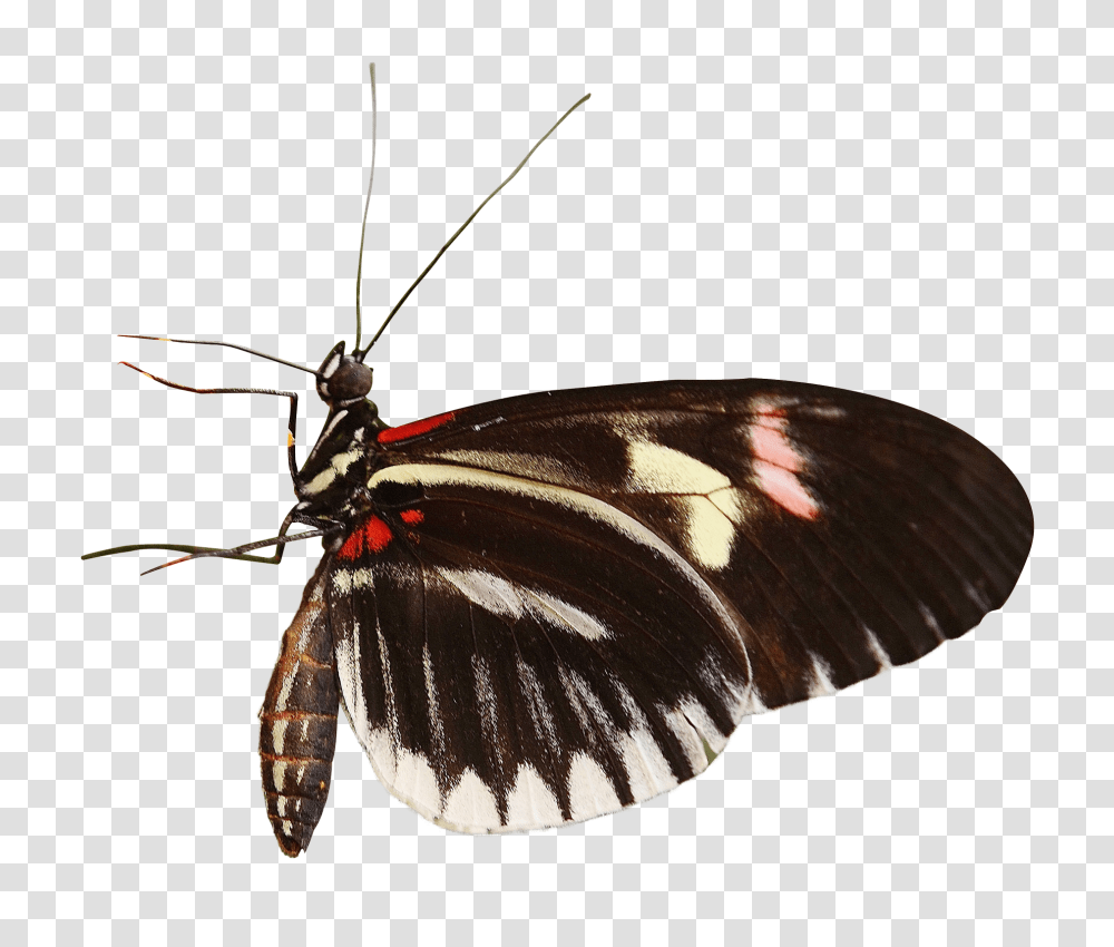Butterfly Image, Insect, Moth, Invertebrate, Animal Transparent Png
