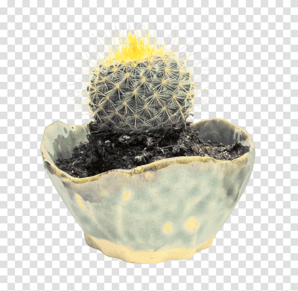 Cactus Image, Nature, Plant, Birthday Cake, Dessert Transparent Png
