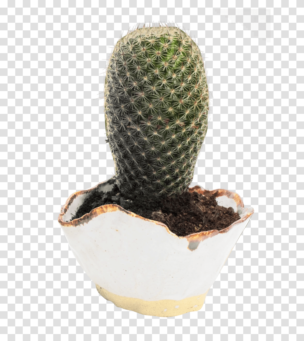 Cactus Image, Nature, Plant, Tree, Conifer Transparent Png