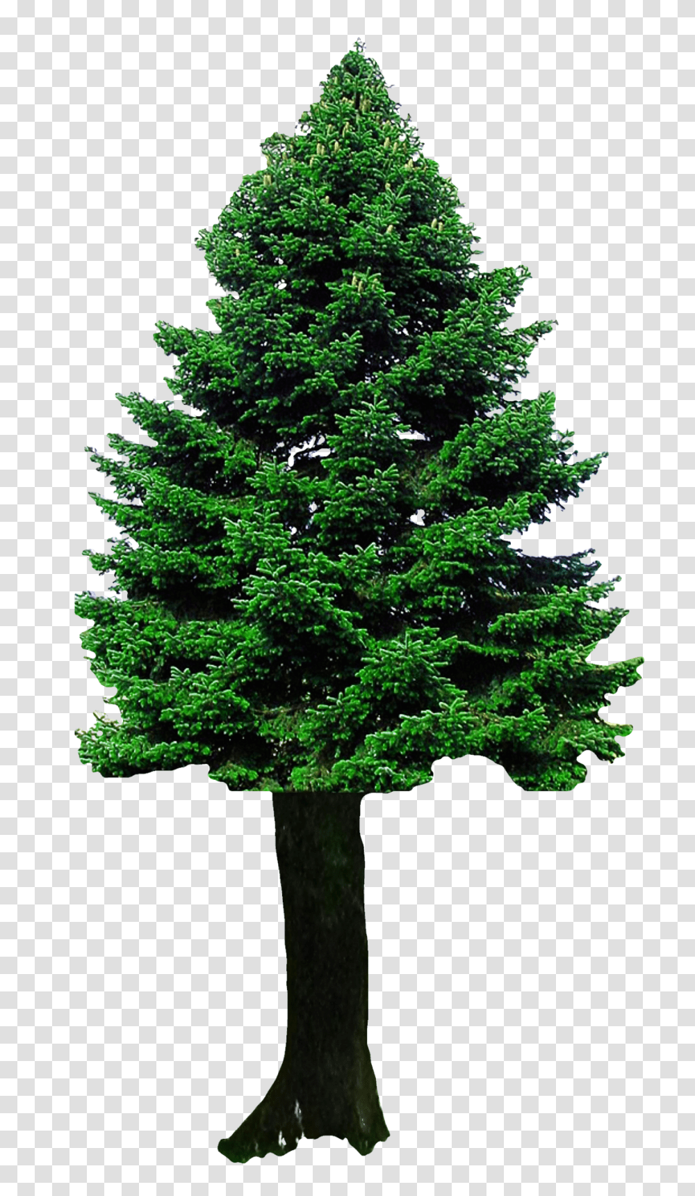 Christmas Tree Image, Plant, Fir, Abies, Pine Transparent Png