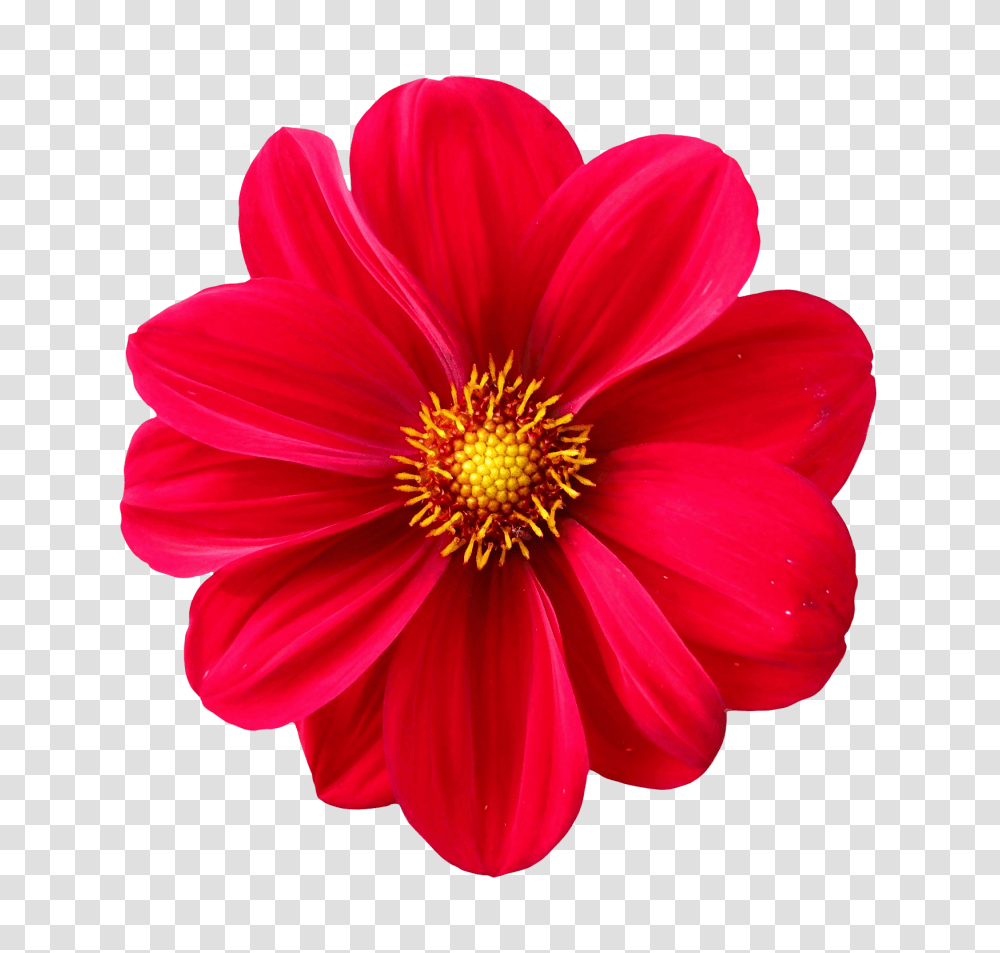 Dahlia Flower Image, Nature, Plant, Blossom, Anther Transparent Png