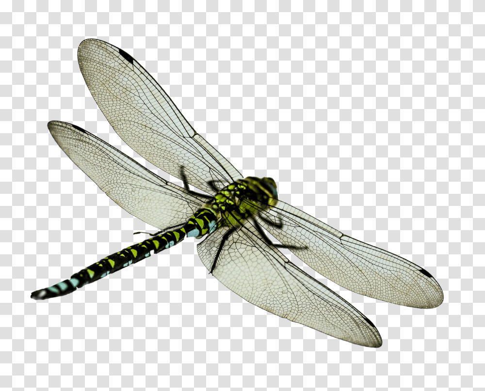 Dragonfly Image, Insect, Invertebrate, Animal, Anisoptera Transparent Png