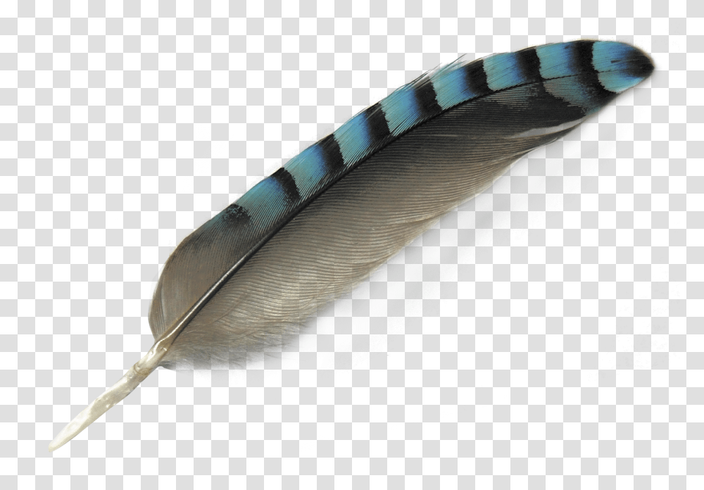 Feather Image, Water, Outdoors, Fish, Animal Transparent Png