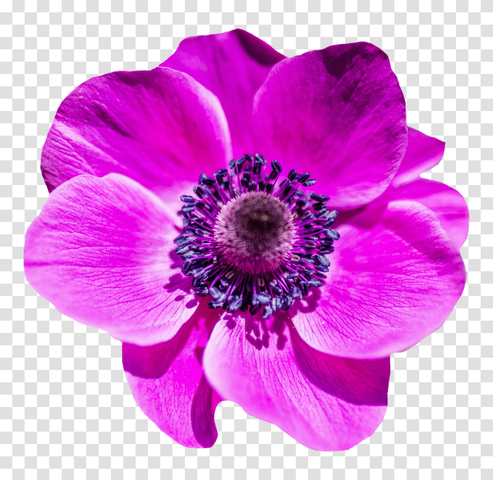 Flower Image, Anemone, Plant, Blossom, Anther Transparent Png