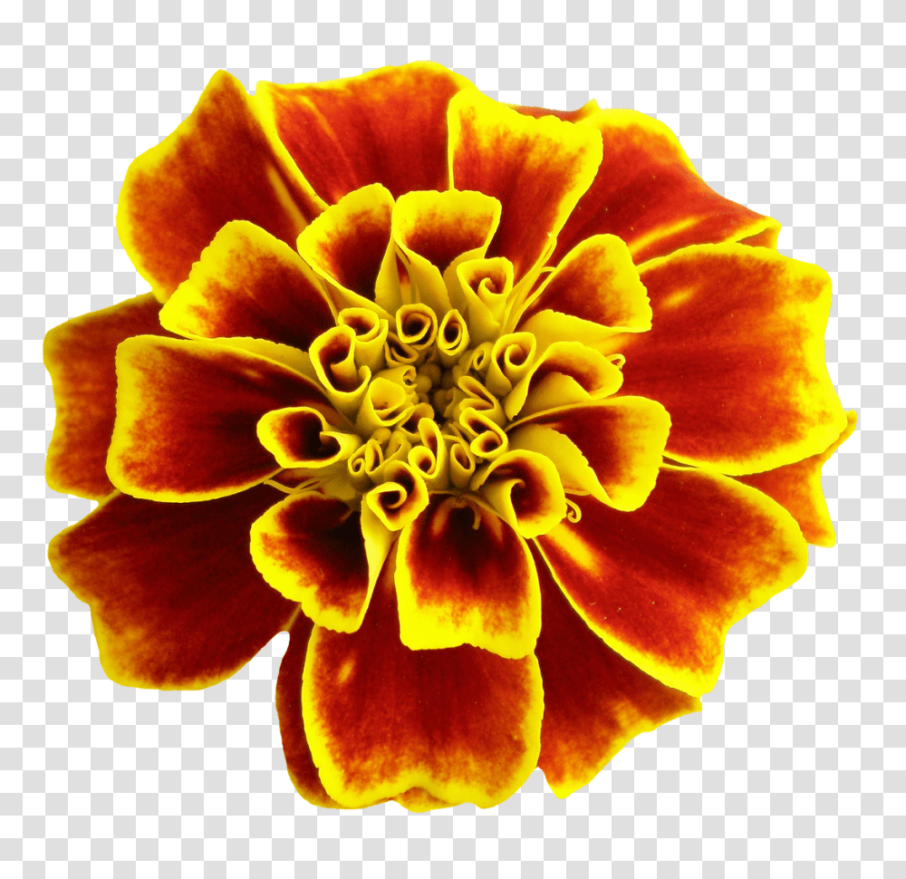 Flower Image, Plant, Dahlia, Blossom, Petal Transparent Png