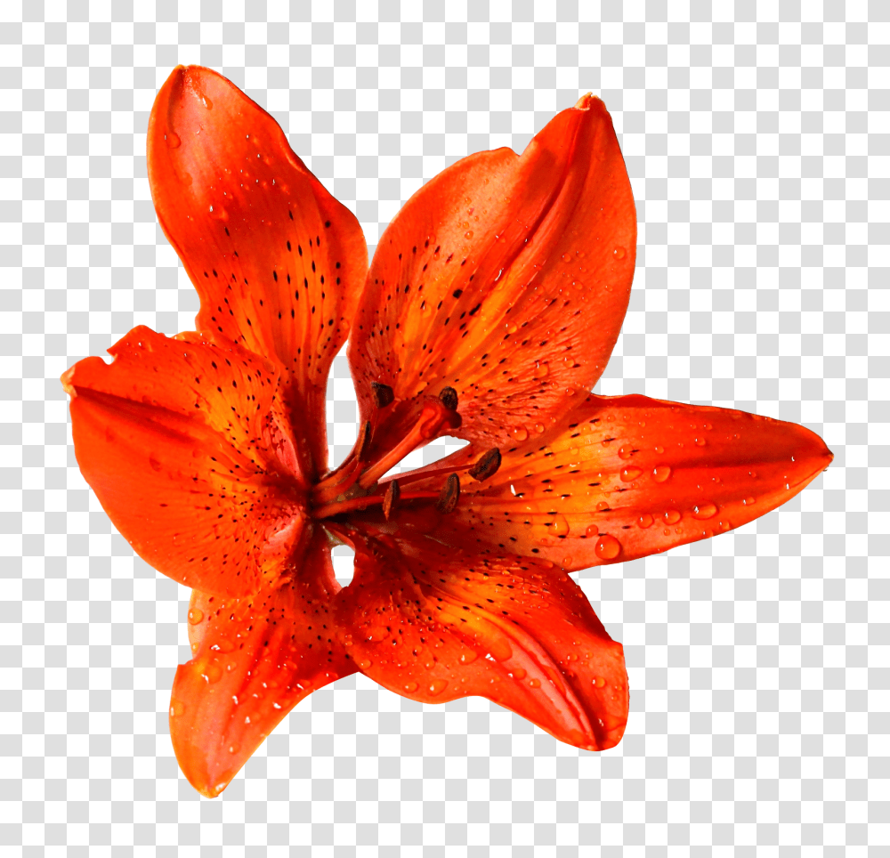 Flower Image, Plant, Lily, Blossom, Fungus Transparent Png
