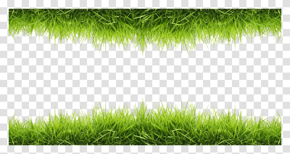 Grass Image, Nature, Plant, Green, Vase Transparent Png