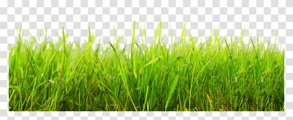 Grass Image, Nature, Plant, Lawn, Field Transparent Png