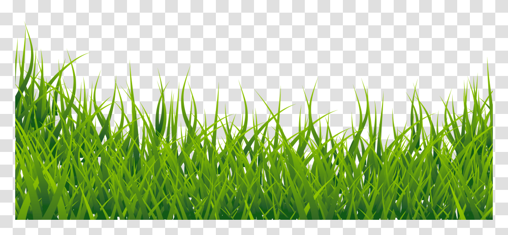 Grass Image, Plant, Lawn, Green Transparent Png