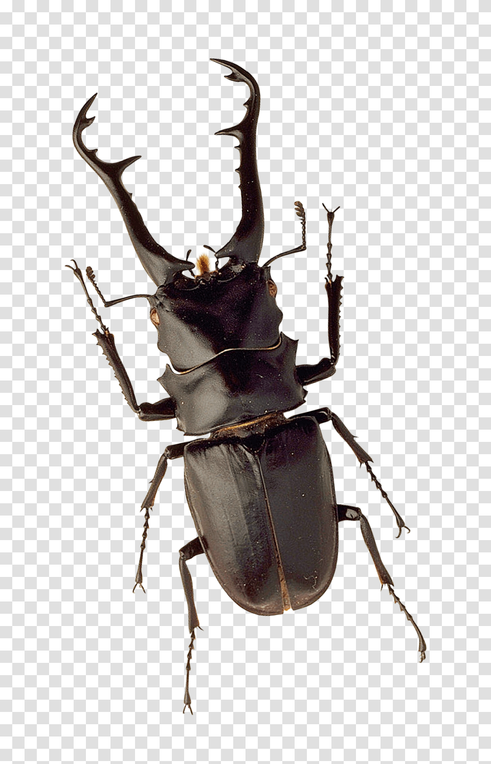 Insect Image, Invertebrate, Animal, Cockroach, Bow Transparent Png