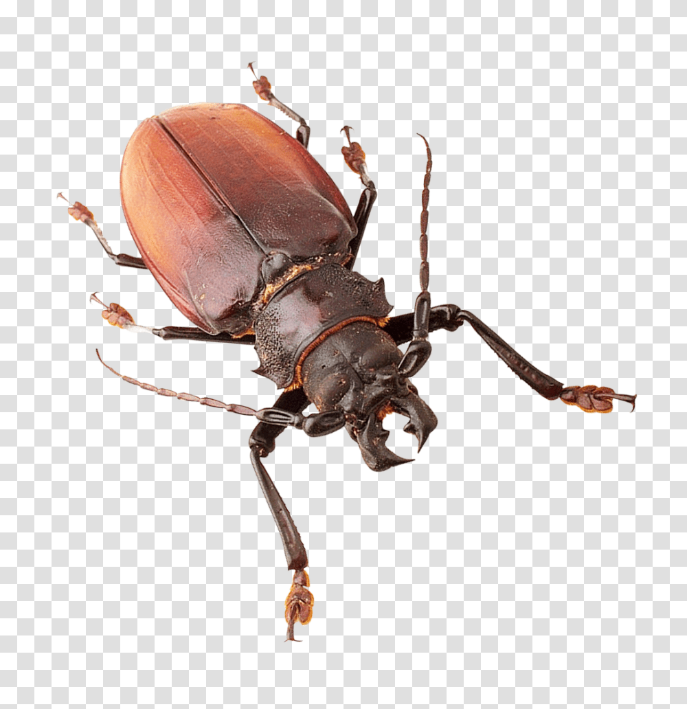 Insect Image, Invertebrate, Animal, Cockroach Transparent Png