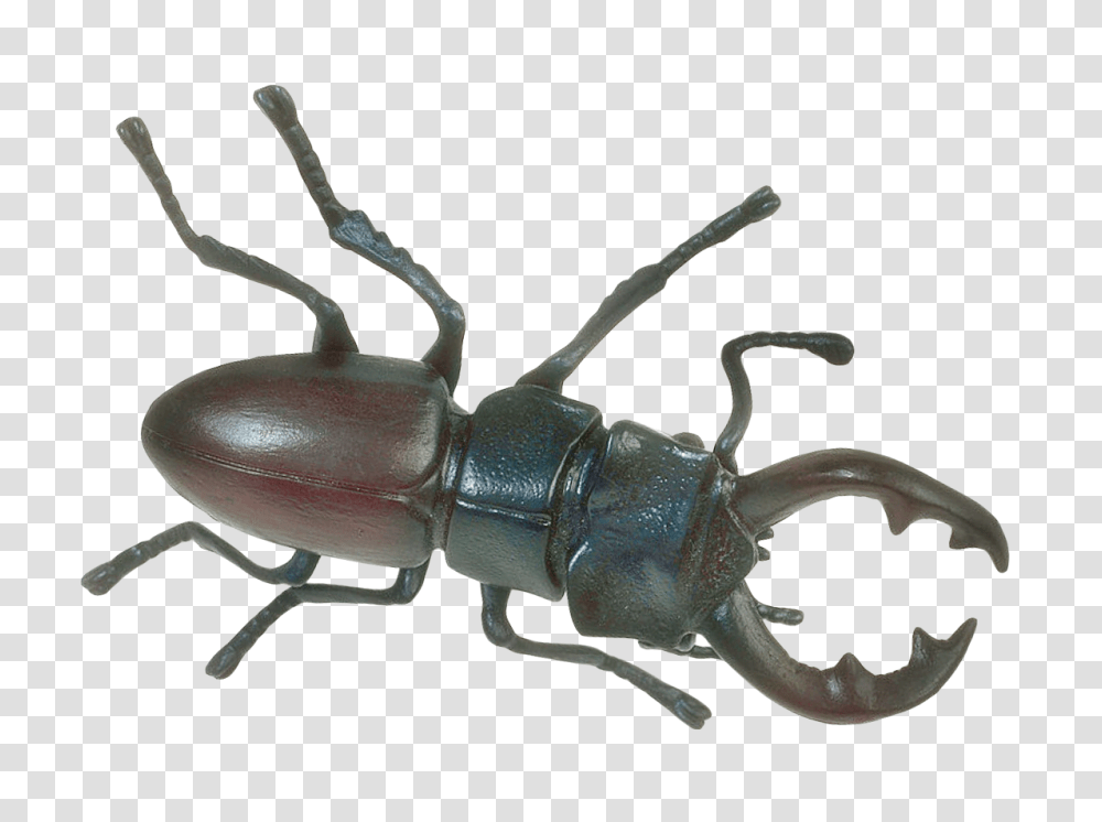 Insect Image, Invertebrate, Animal, Cricket Insect, Dung Beetle Transparent Png