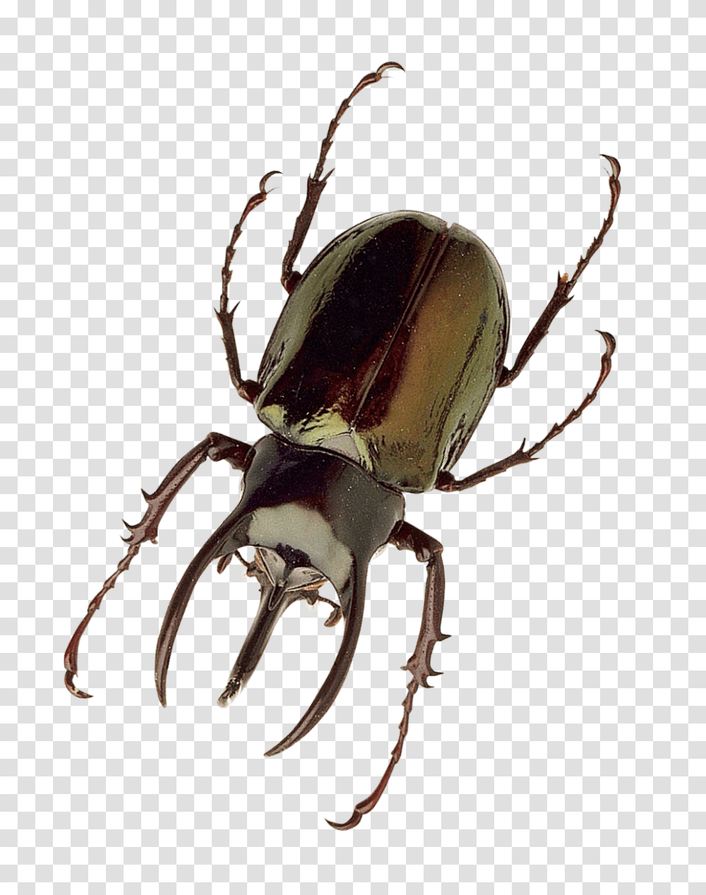 Insect Image, Invertebrate, Animal, Dung Beetle, Bow Transparent Png