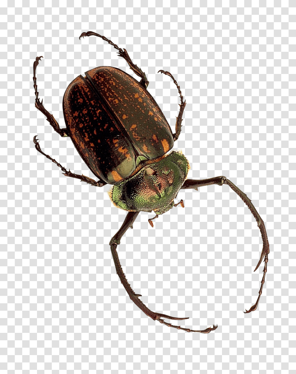 Insect Image, Invertebrate, Animal, Dung Beetle, Cockroach Transparent Png