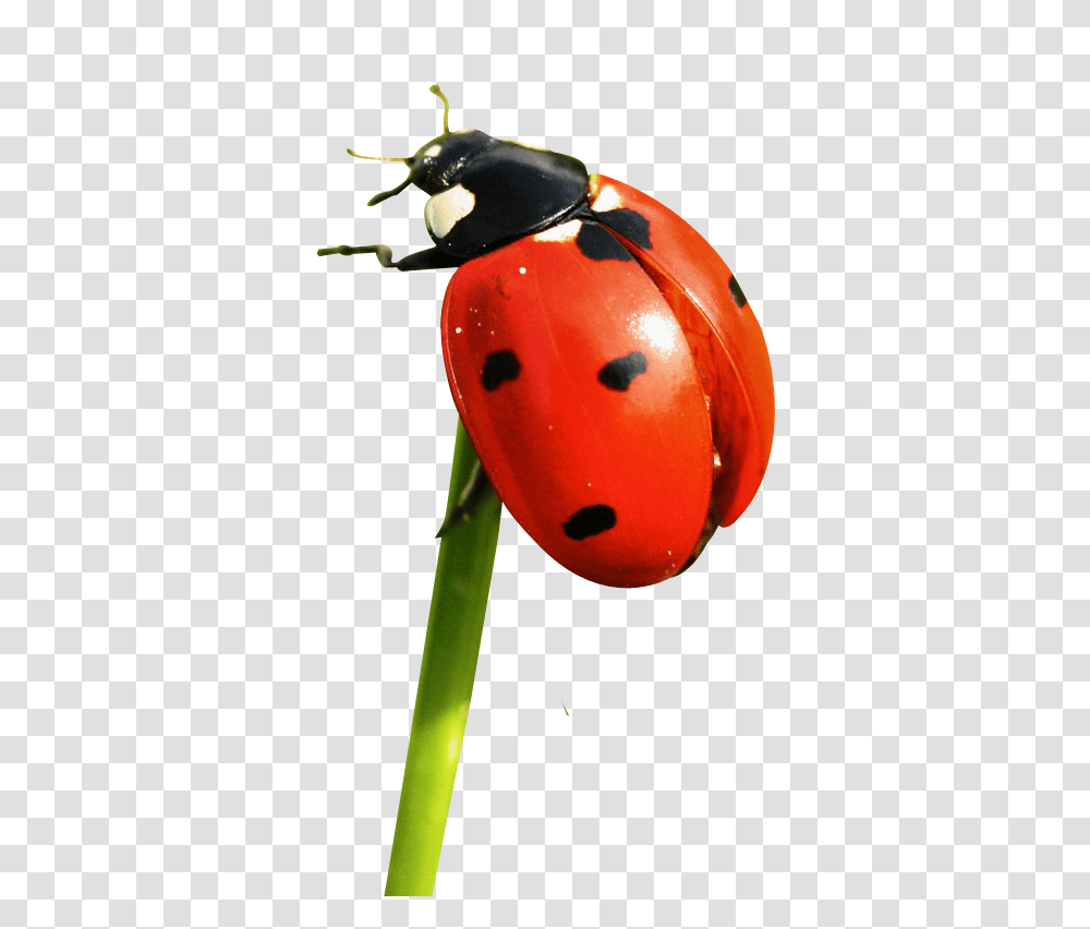 Ladybug Image, Insect, Animal, Invertebrate, Plant Transparent Png