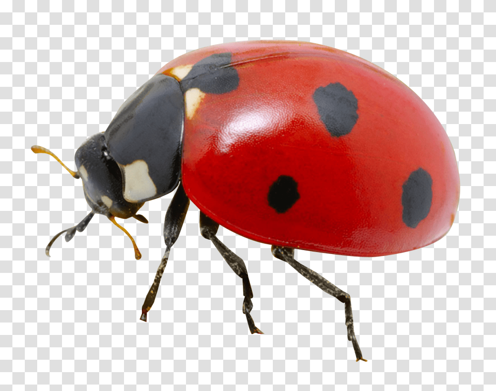 Ladybug Image, Insect, Invertebrate, Animal, Dung Beetle Transparent Png