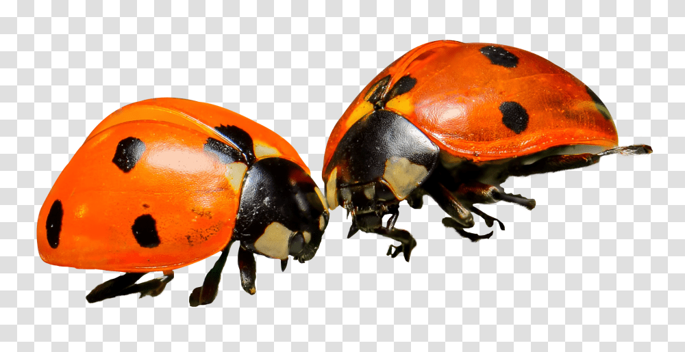 Ladybug Image, Insect, Invertebrate, Animal, Dung Beetle Transparent Png