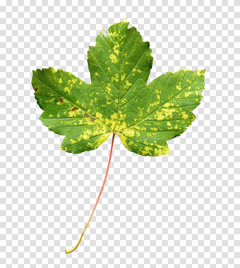 Maple Leaf Image 1, Nature, Plant, Tree Transparent Png