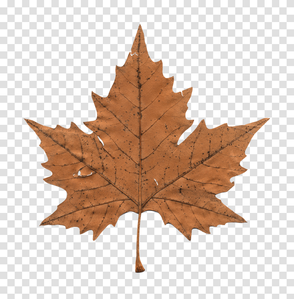 Maple Leaf Image, Nature, Plant, Tree, Bonfire Transparent Png