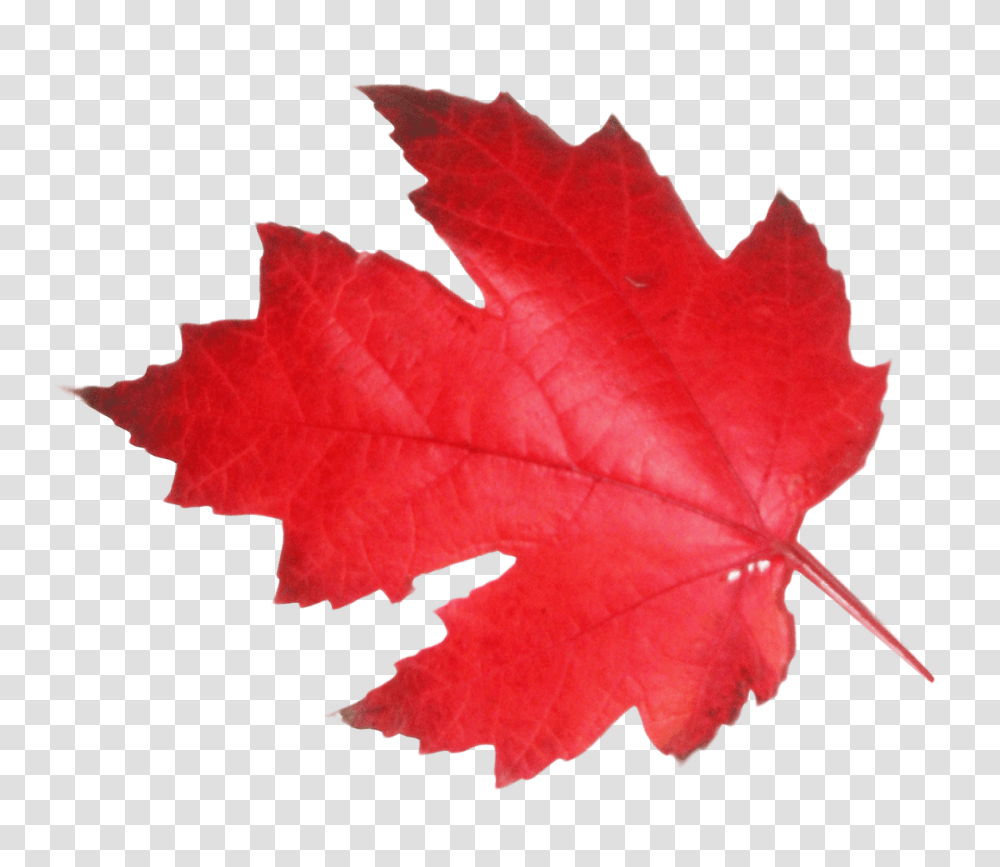 Maple Leaf Image, Nature, Plant, Tree, Flag Transparent Png