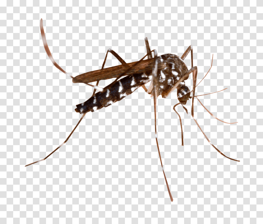 Mosquito Image, Insect, Invertebrate, Animal, Spider Transparent Png