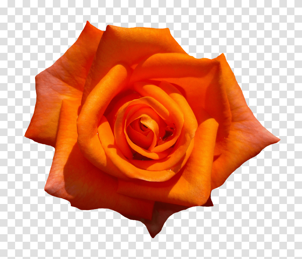 Orange Rose Flower Top View Image, Plant, Blossom, Petal Transparent Png