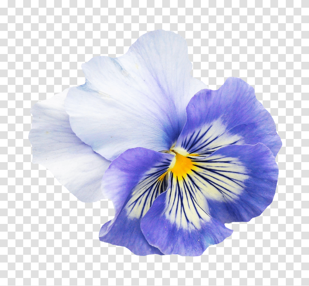 Pansy Flower, Plant, Blossom, Iris, Petal Transparent Png