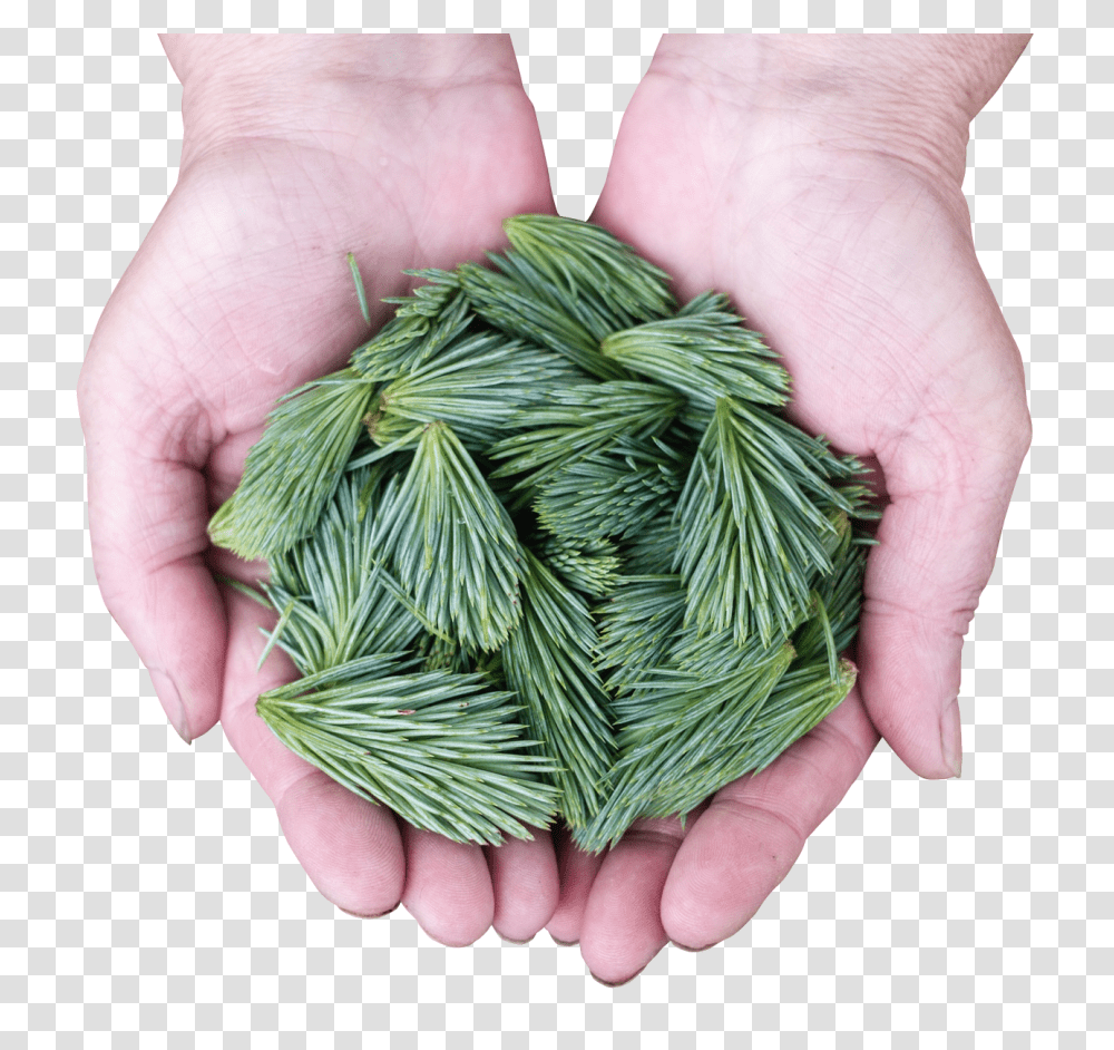 Pine Leaves Image, Nature, Person, Plant, Finger Transparent Png
