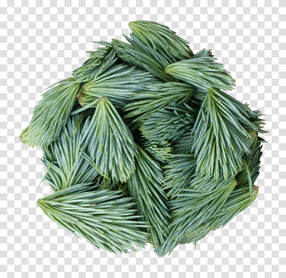 Pine Leaves Image, Nature, Plant, Green, Tree Transparent Png