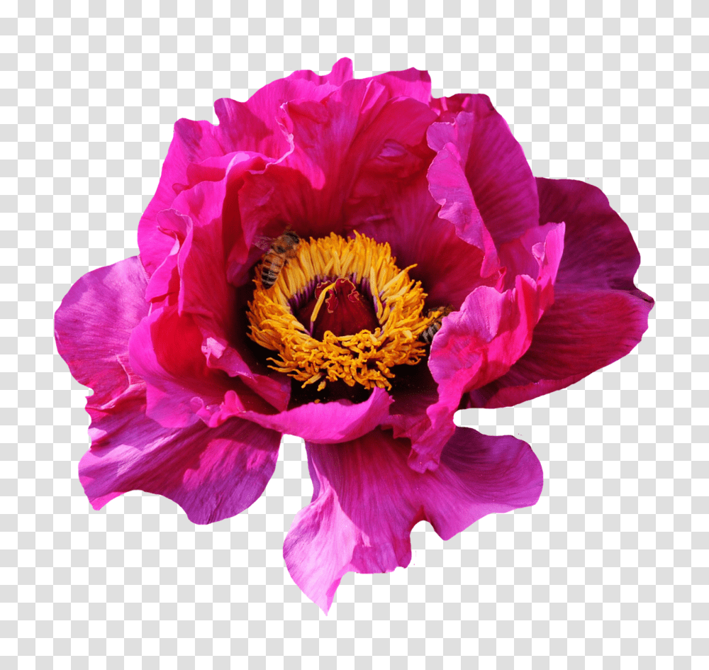 Pink Rose Flower Image, Plant, Peony, Blossom, Petal Transparent Png