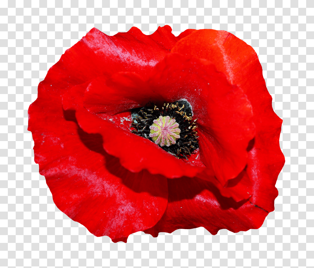 Poppy Flower Image, Plant, Blossom, Rose, Pollen Transparent Png