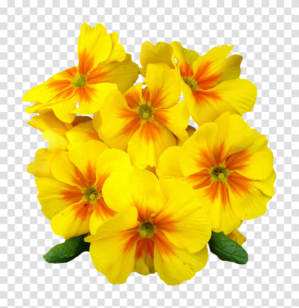 Primrose Flower Image, Geranium, Plant, Blossom, Petal Transparent Png