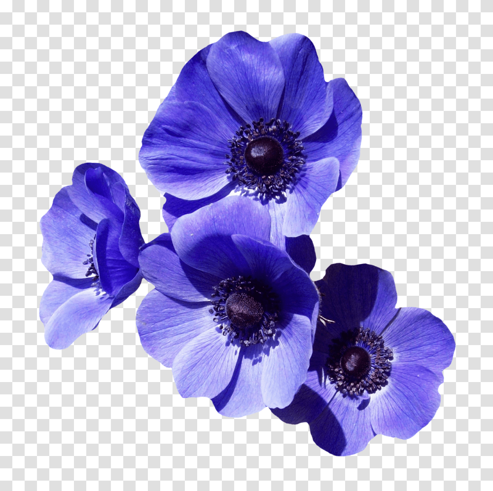 Purple Flower Image, Plant, Anemone, Blossom, Geranium Transparent Png