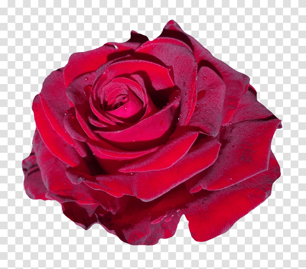 Red Rose Flower, Plant, Blossom Transparent Png
