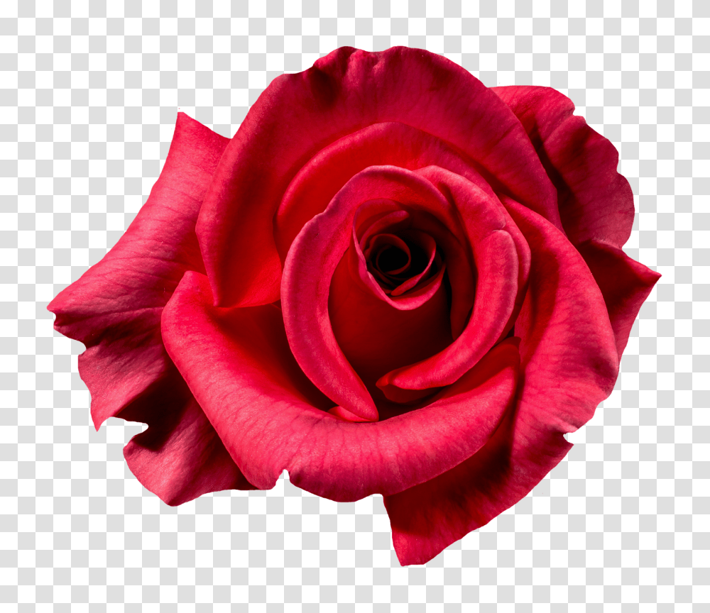 Red Rose Flower Top View Image, Plant, Blossom, Petal, Poster Transparent Png