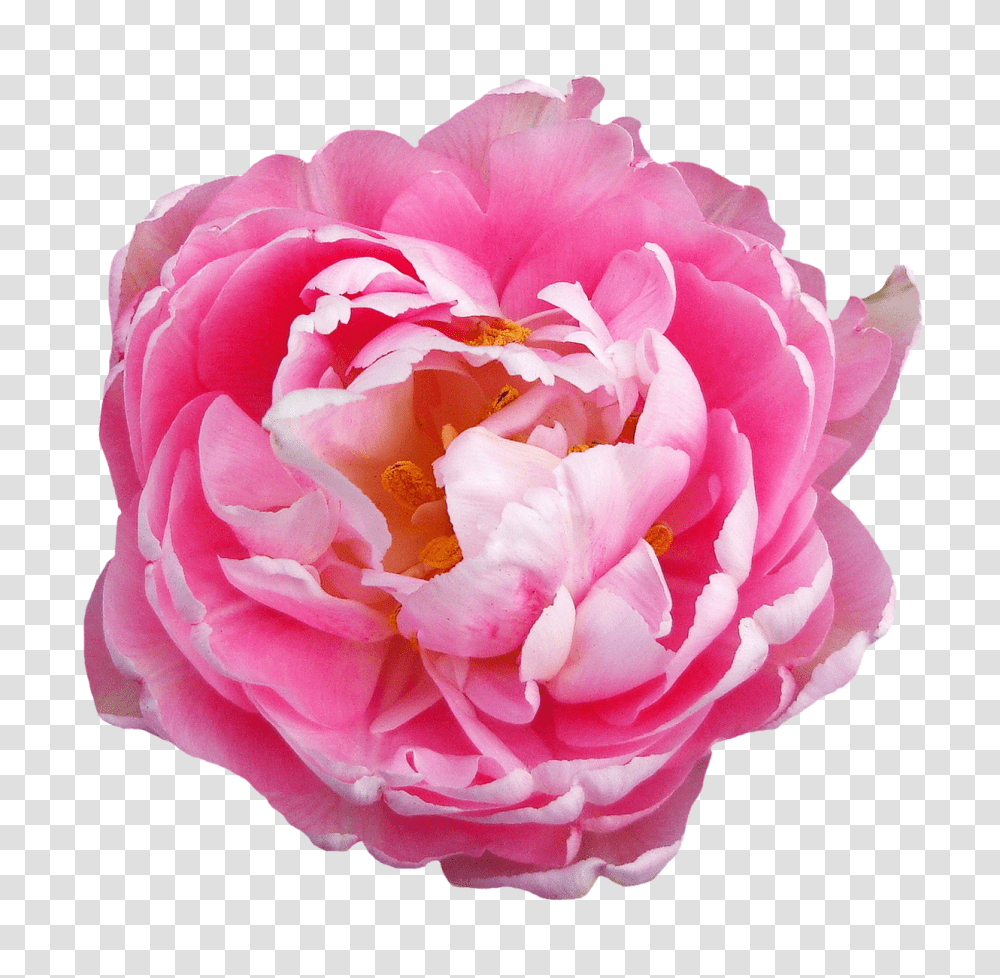 Rose Flower Pink Image, Plant, Blossom, Dahlia, Flower Arrangement Transparent Png