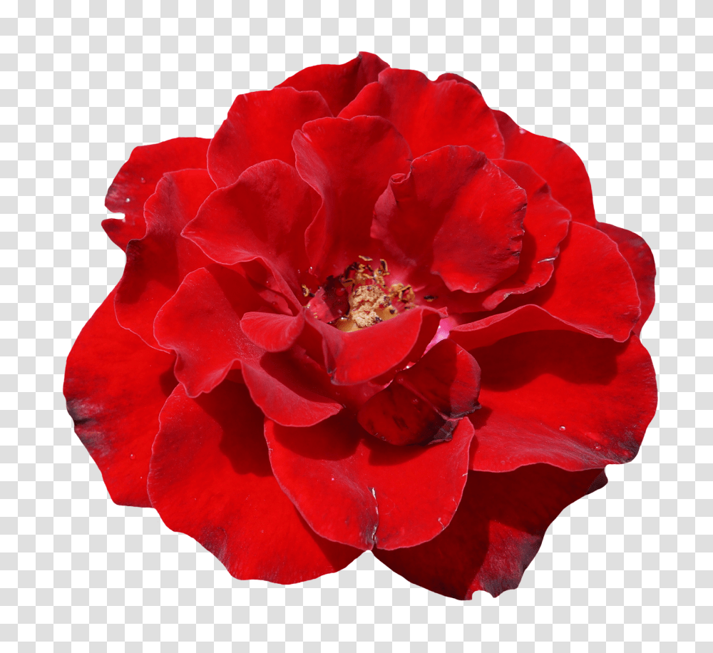 Rose Flower Top View Image, Petal, Plant, Blossom, Geranium Transparent Png