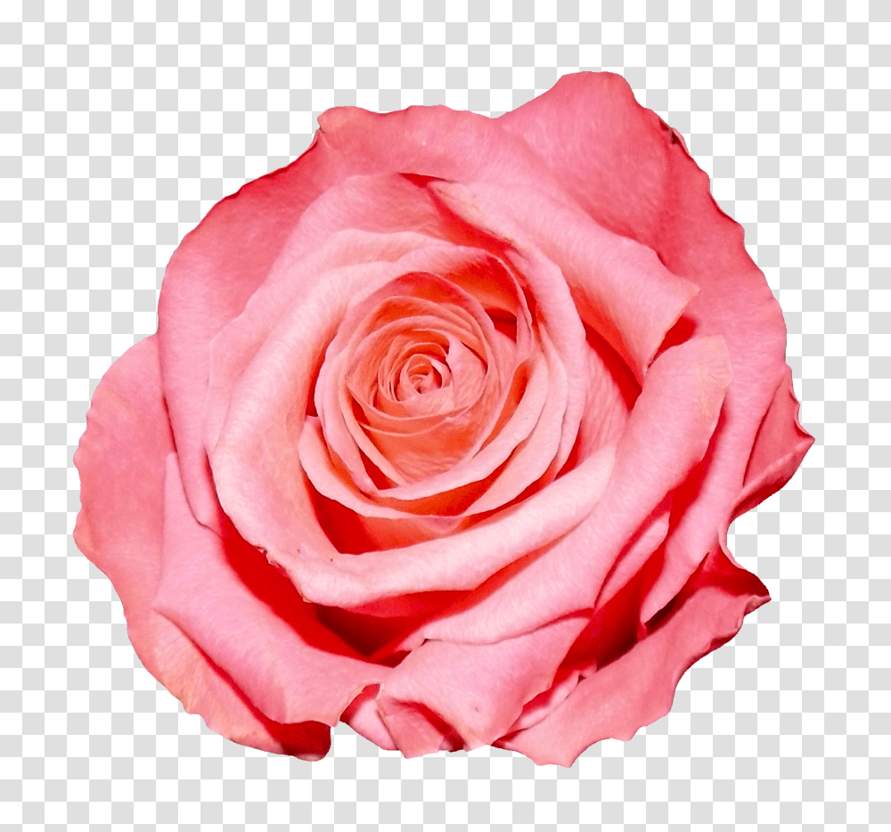 Rose Image, Flower, Plant, Blossom, Petal Transparent Png