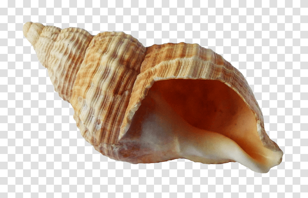 Sea Shell Image 1, Nature, Conch, Seashell, Invertebrate Transparent Png